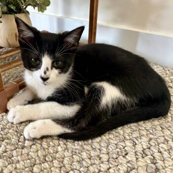 Aioli -  Domestic Short Hair Cat for Adoption in Richmond, Virginia - Aioli | PetCurious