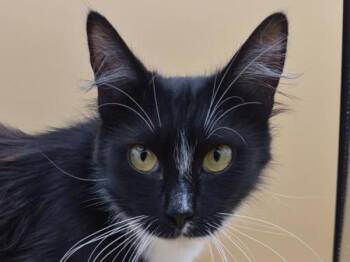 Summer -  Domestic Medium Hair Cat for Adoption in Portland, Oregon - Summer | PetCurious