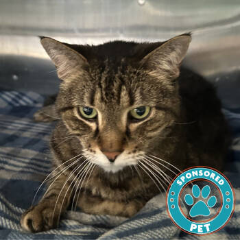 Rescue Domestic Short Hair Cats for Adoption in Lakeland, Florida - Sammy | PetCurious