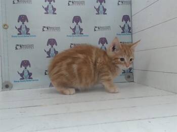 Domestic Short Hair Cats Available for Adoption in Orlando, Florida - GOOSE | PetCurious
