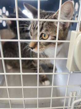 Goldie -  Domestic Short Hair Cat for Adoption in Kingman, Arizona - Goldie | PetCurious