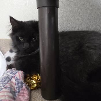 Razzy -  Domestic Medium Hair Cat for Adoption in Oshkosh, Wisconsin - Razzy | PetCurious