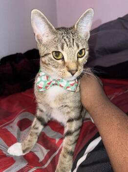 American Shorthair Cats Available for Adoption - King & Prince - Bonded Pair | PetCurious