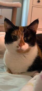 Kat (Kitty) -  Calico Cat for Adoption in Ashville, Ohio - Kat (Kitty) | PetCurious