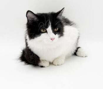 Salem & Shiloh~ SPONSORED! -  Domestic Long Hair and Domestic Short Hair Cat for Adoption in Bowling Green, Kentucky - Salem & Shiloh~ SPONSORED! | PetCurious