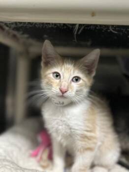 Gold Finch -  Domestic Short Hair Cat for Adoption in Munster, Indiana - Gold Finch | PetCurious