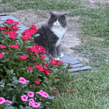 Tom -  Domestic Long Hair Cat for Adoption in Poplarville, Mississippi - Tom | PetCurious
