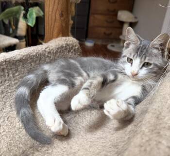 Solomon -  Domestic Short Hair Cat for Adoption in Philadelphia, Pennsylvania - Solomon | PetCurious