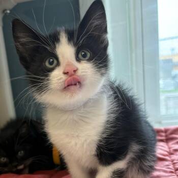 Domestic Short Hair Cats Available for Adoption in East Hanover, New Jersey - Mozart | PetCurious