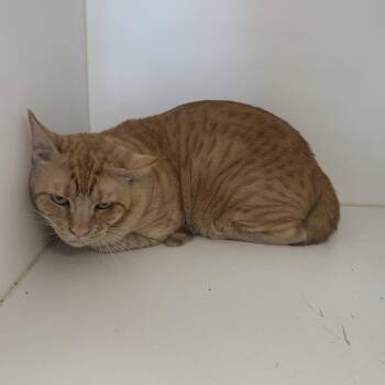 Hank (C41) -  Domestic Short Hair Cat for Adoption in Portland, Texas - Hank (C41) | PetCurious