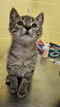 Waffleton -  Domestic Short Hair Cat for Adoption in Crossville, Tennessee - Waffleton | PetCurious