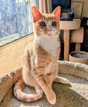 Domestic Short Hair and Tabby Cats Available for Adoption - MARMALADE - Looking For A Forever Family! | PetCurious