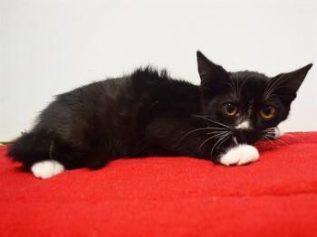 DWAYNE -  Domestic Short Hair Cat for Adoption in Sacramento, California - DWAYNE | PetCurious