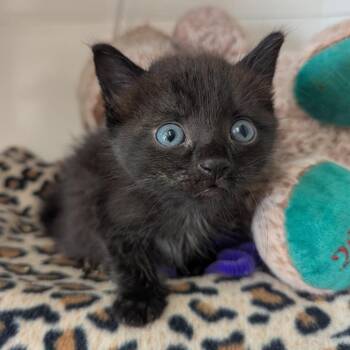 Gecko -  Domestic Short Hair Cat for Adoption in Evansville, Indiana - Gecko | PetCurious