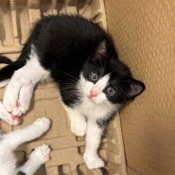 Domestic Short Hair Cats Available for Adoption - Lotus Kaiser | PetCurious