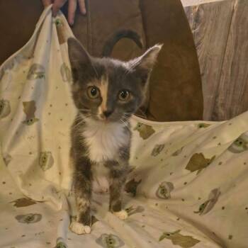 Stella -  Domestic Short Hair Cat for Adoption in Pittsburg, Kansas - Stella | PetCurious