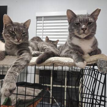 Rescue Domestic Short Hair Cats for Adoption in Bentonville, Arkansas - Butters And Biscuit | PetCurious