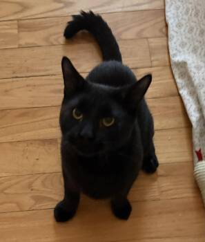Rico - BONDED PAIR -  Domestic Short Hair Cat for Adoption in Naugatuck, Connecticut - Rico - BONDED PAIR | PetCurious
