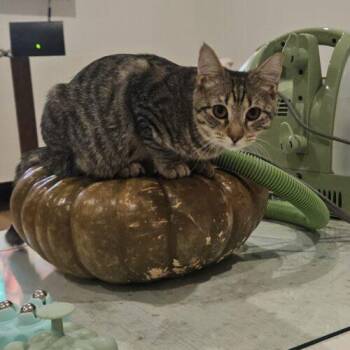 Jane -  Domestic Short Hair Cat for Adoption in Tampa, Florida - Jane | PetCurious
