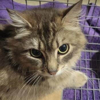 Nova -  Domestic Medium Hair Cat for Adoption in Danbury, Connecticut - Nova | PetCurious
