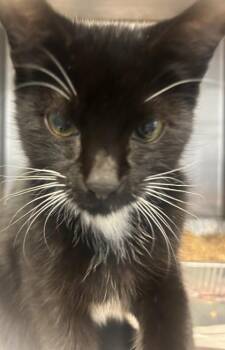 Miso -  Domestic Short Hair Cat for Adoption in Chamblee, Georgia - Miso | PetCurious