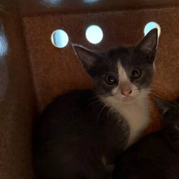Wasabi -  Domestic Short Hair Cat for Adoption in Pasadena, California - Wasabi | PetCurious