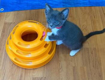 Daisy -  Tabby Cat for Adoption in San Antonio, Texas - Daisy | PetCurious