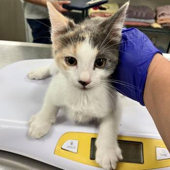 110530 -  Domestic Short Hair Cat for Adoption in Las Cruces, New Mexico - 110530 | PetCurious