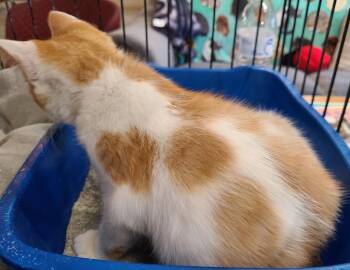 Gunnar -  Domestic Short Hair Cat for Adoption in Portland, Indiana - Gunnar | PetCurious