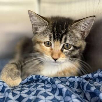 Tropical Popsicle -  Domestic Medium Hair and Domestic Short Hair Cat for Adoption in Bullhead City, Arizona - Tropical Popsicle | PetCurious