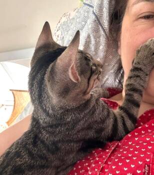 Luca -  Tiger Cat for Adoption in Boston, Massachusetts - Luca | PetCurious