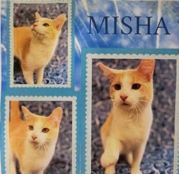 Misha -  Domestic Short Hair Cat for Adoption in Hobart, Indiana - Misha | PetCurious