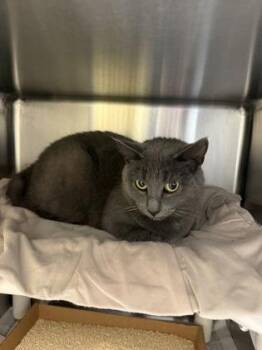 Domestic Short Hair Cats Available for Adoption in Morristown, New Jersey - Oona | PetCurious