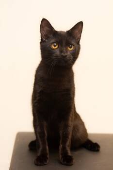 Ilia Meowlinin (Olympic Gold Litter) -  Domestic Short Hair Cat for Adoption in Baltimore, Maryland - Ilia Meowlinin (Olympic Gold Litter) | PetCurious
