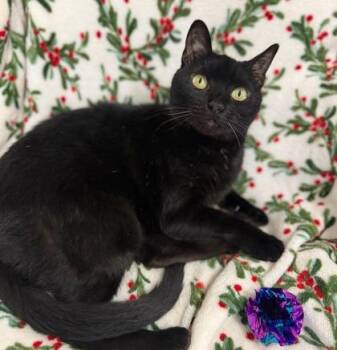 Lucy -  Domestic Short Hair Cat for Adoption in Largo, Florida - Lucy | PetCurious