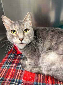 Sushi -  Domestic Short Hair Cat for Adoption in Lenexa, Kansas - Sushi | PetCurious