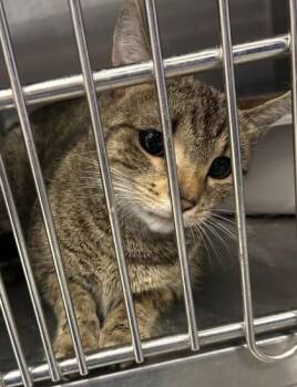 Skitty -  Domestic Short Hair Cat for Adoption in Lafayette, Indiana - Skitty | PetCurious