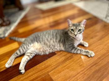 Rescue Tabby and Domestic Short Hair Cats for Adoption in San Jose, California - Jam (talkative / Snuggler / Fun) | PetCurious