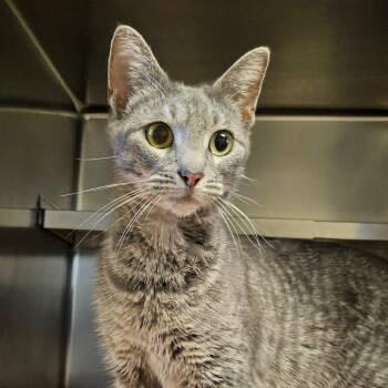 Domestic Short Hair Cats Available for Adoption - Sabrina | PetCurious