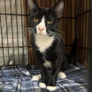 Bond -  Domestic Short Hair Cat for Adoption in Bismarck, North Dakota - Bond | PetCurious