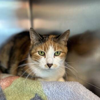 Meeple -  Domestic Short Hair Cat for Adoption in Matteson, Illinois - Meeple | PetCurious