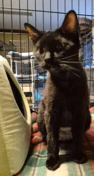 Midnight Moon -  Domestic Short Hair Cat for Adoption in St. Peters, Missouri - Midnight Moon | PetCurious