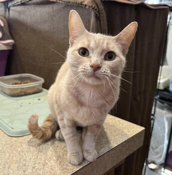 Thena -  Domestic Short Hair Cat for Adoption in Peru, Illinois - Thena | PetCurious