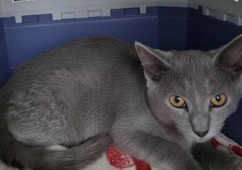Oregano-Q -  Domestic Short Hair Cat for Adoption in Metamora, Illinois - Oregano-Q | PetCurious