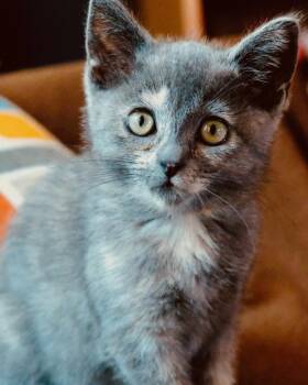 Darcy -  Domestic Short Hair Cat for Adoption in Novato, California - Darcy | PetCurious