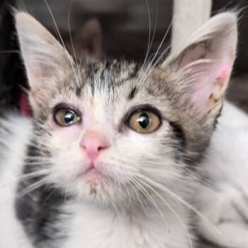 Blazer -  Domestic Short Hair Cat for Adoption in Reno, Nevada - Blazer | PetCurious