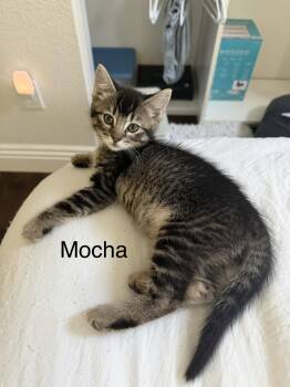 Tabby Cats Available for Adoption in Oakley, California - Mocha | PetCurious