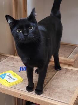 Rescue Domestic Short Hair Cats for Adoption in Cedar Rapids, Iowa - Jill | PetCurious