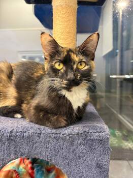 Calico and Domestic Short Hair Cats Available for Adoption in Livonia, Michigan - C319 Litter Frida, Mom | PetCurious
