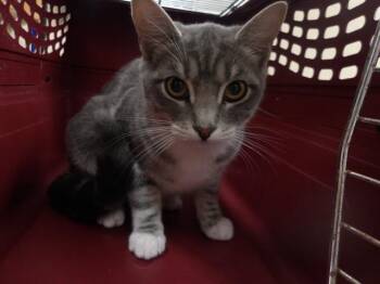 CHER -  Domestic Short Hair Cat for Adoption in Santa Rosa, California - CHER | PetCurious
